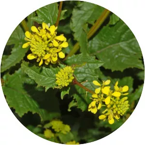 Sinapis arvensis - Plants