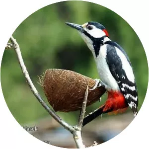Sind woodpecker