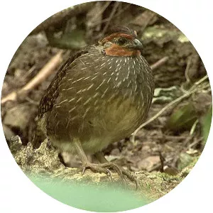 Singing quail