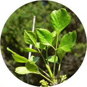 Single-leaf ash