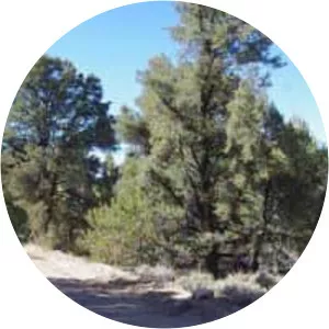 Single-leaf pinyon - Plants