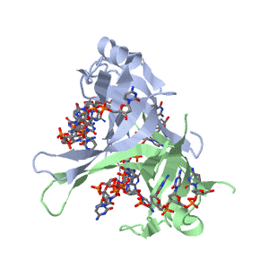 Single-stranded binding protein - 
