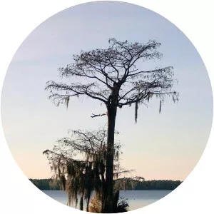 Singletary Lake - Lake in North Carolina