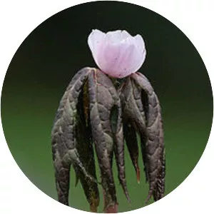 Sinopodophyllum - Plants