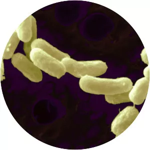 Sinorhizobium meliloti