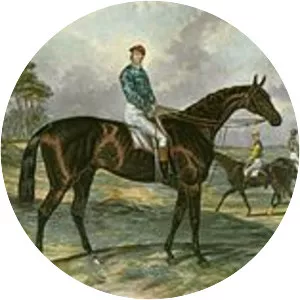 Sir Bevys - Horse
