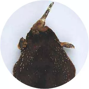 Sir David's long-beaked echidna - Animal