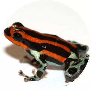 Sira poison dart frog