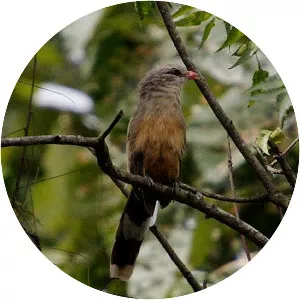 Sirkeer malkoha - 