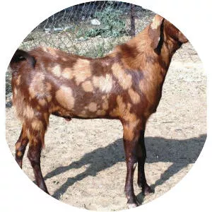 Sirohi goat