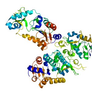 Sirtuin 5 - Protein