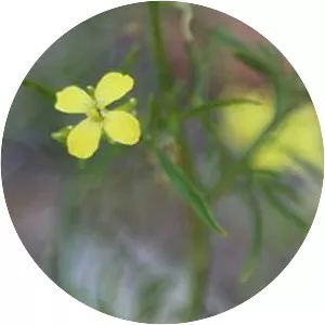 Sisymbrium altissimum