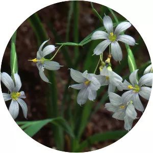 Sisyrinchium dichotomum