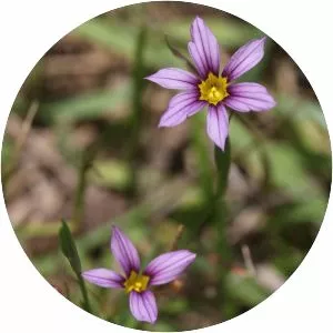 Sisyrinchium rosulatum