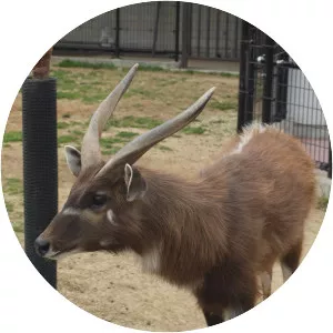 Sitatunga