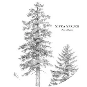Sitka spruce - Plants