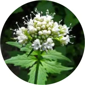 Sitka valerian - Plants