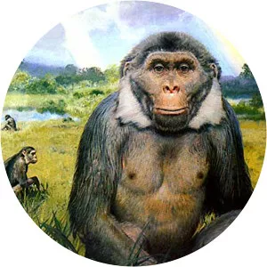 Sivapithecus - Primate