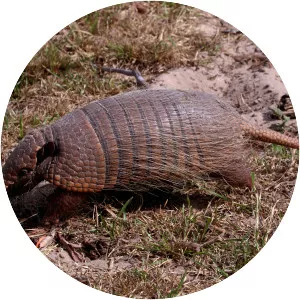 Six-banded armadillo