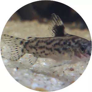 Sixray corydoras