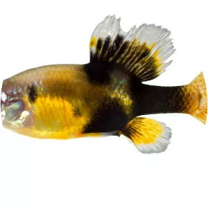 Skiffia multipunctata