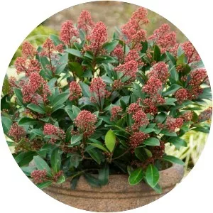 Skimmia japonica