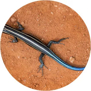 Skink