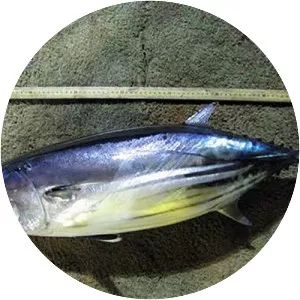 Skipjack tuna - Fish