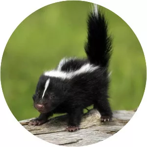 Skunk