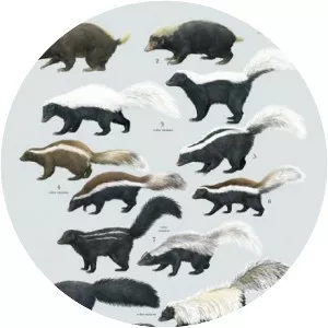Skunks
