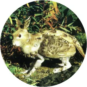 Skvader - Fictional character