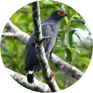 Slate-colored hawk - Bird
