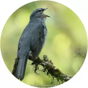 Slate-colored solitaire