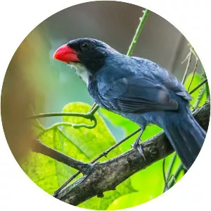 Slate-coloured grosbeak - Bird