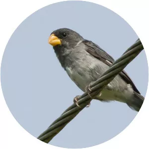 Slate-coloured seedeater