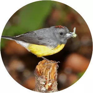 Slate-throated whitestart - Bird