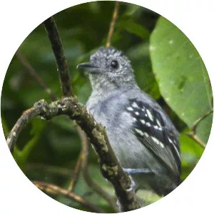 Slaty antwren