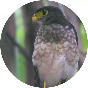 Slaty-backed forest falcon