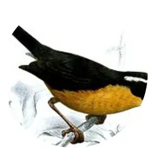 Slaty-backed hemispingus