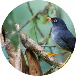 Slaty-backed nightingale-thrush
