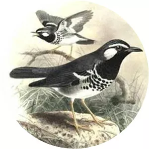 Slaty-backed thrush