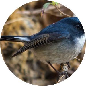 Slaty-blue flycatcher - Birds