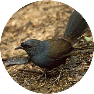 Slaty bristlefront