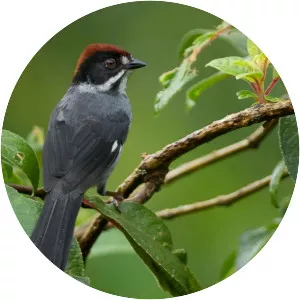 Slaty brush finch