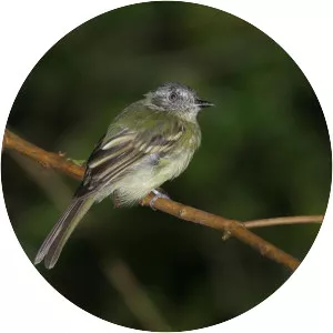 Slaty-capped flycatcher