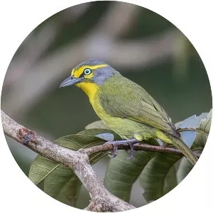 Slaty-capped shrike-vireo - Bird
