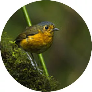 Slaty-crowned antpitta - Bird