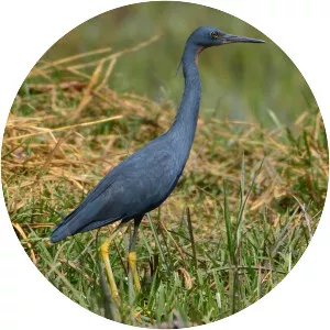 Slaty egret - Birds