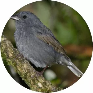 Slaty finch - Bird