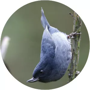 Slaty flowerpiercer